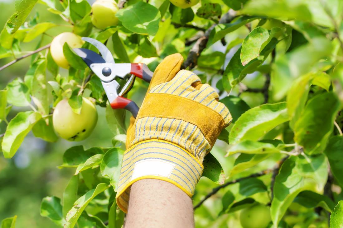 Fruit Tree Pruning and Care
