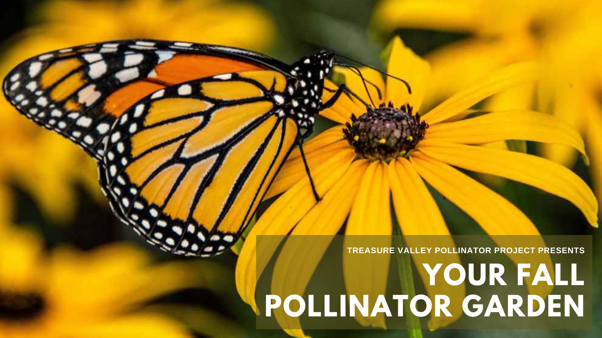 Your Fall Pollinator Garden