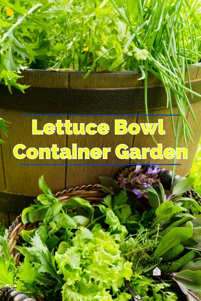 Fall Salad Bowl Gardens