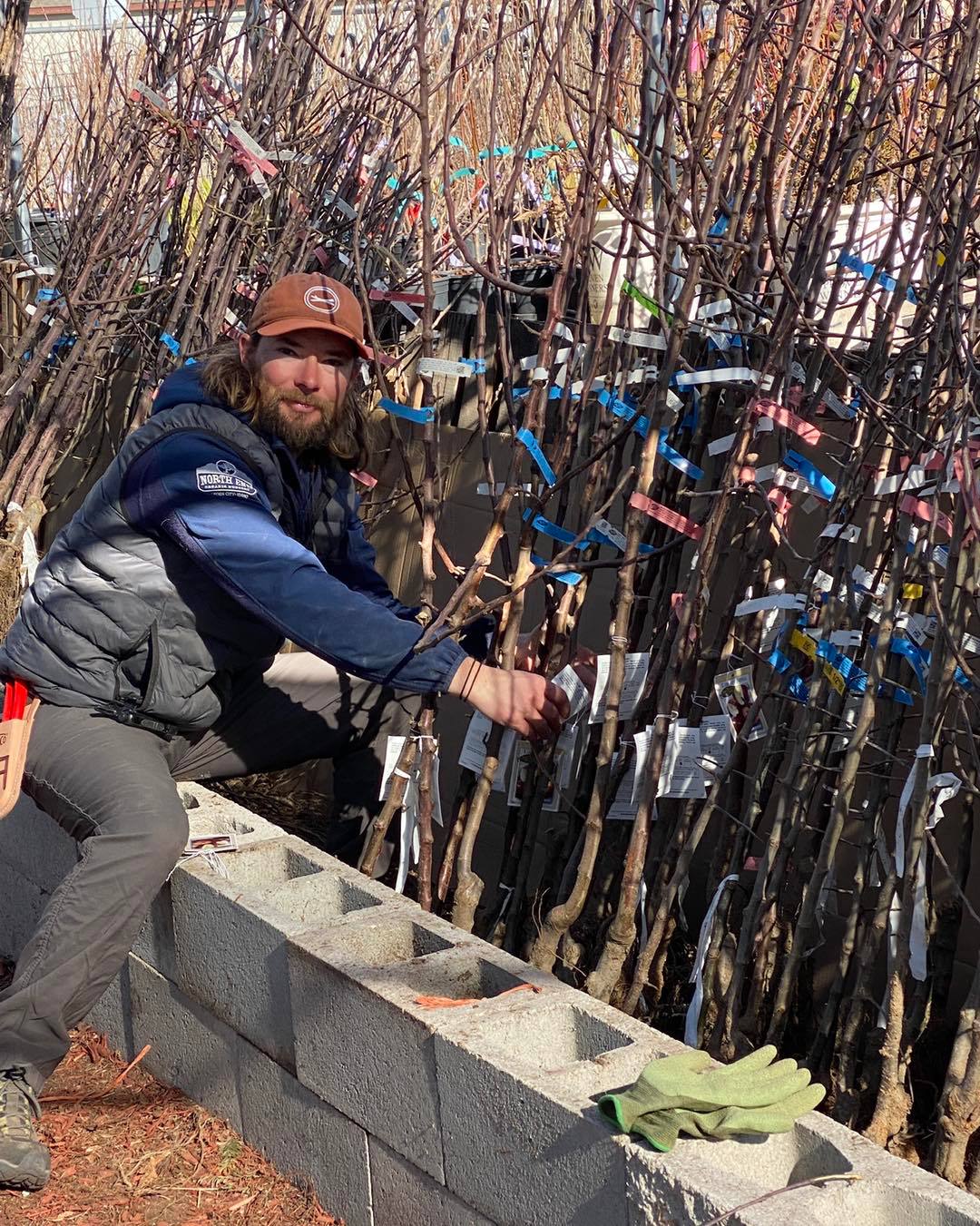 Bare Root Fruit Tree Sale